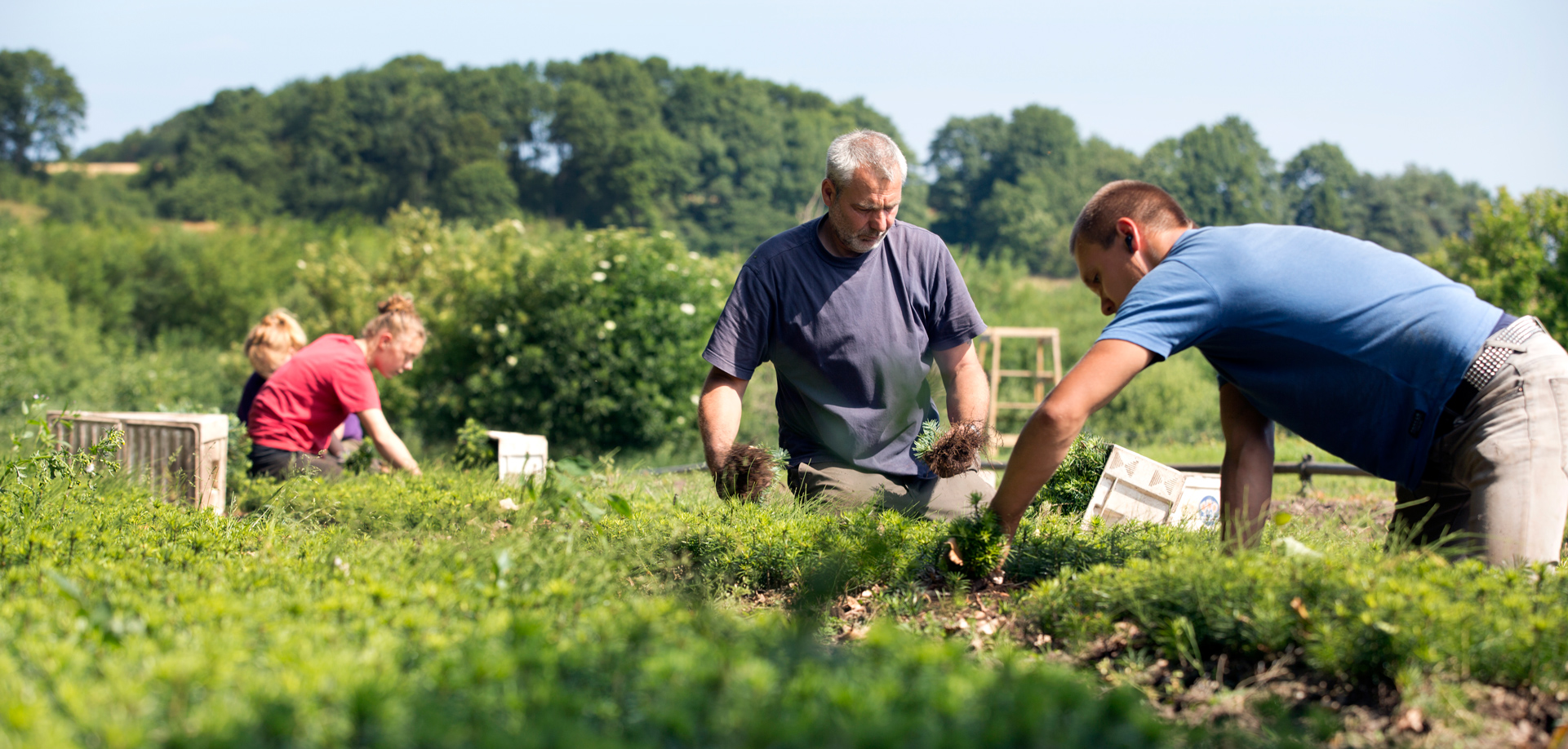 Medarbejdere fra Skovplanteskolen Holmegaard planter nye træer på en solskinsdag.
