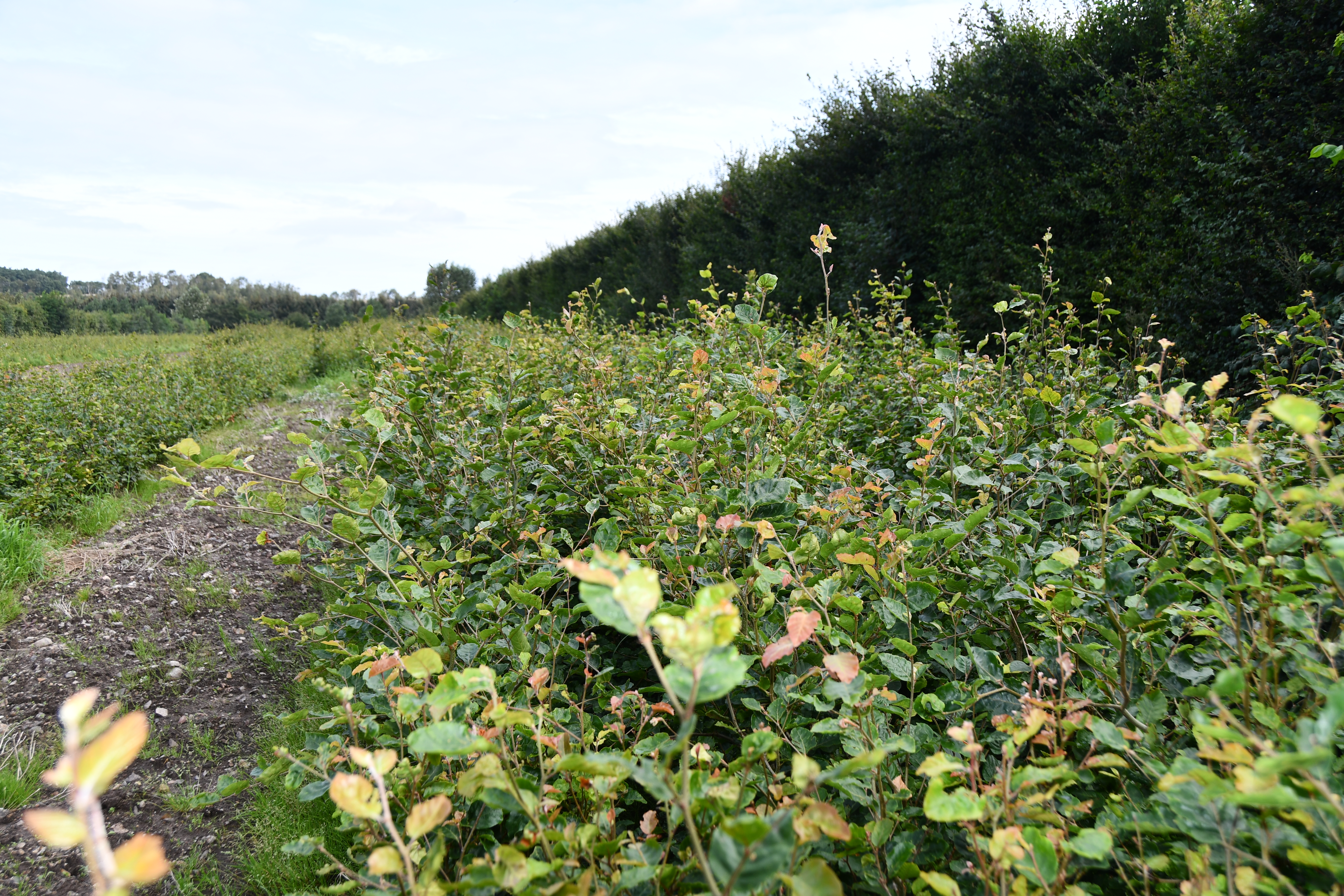 Holmebøg bøgeplanter klar til hækplantning på planteskolen, hurtigtvoksende og hårdfør kvalitet.