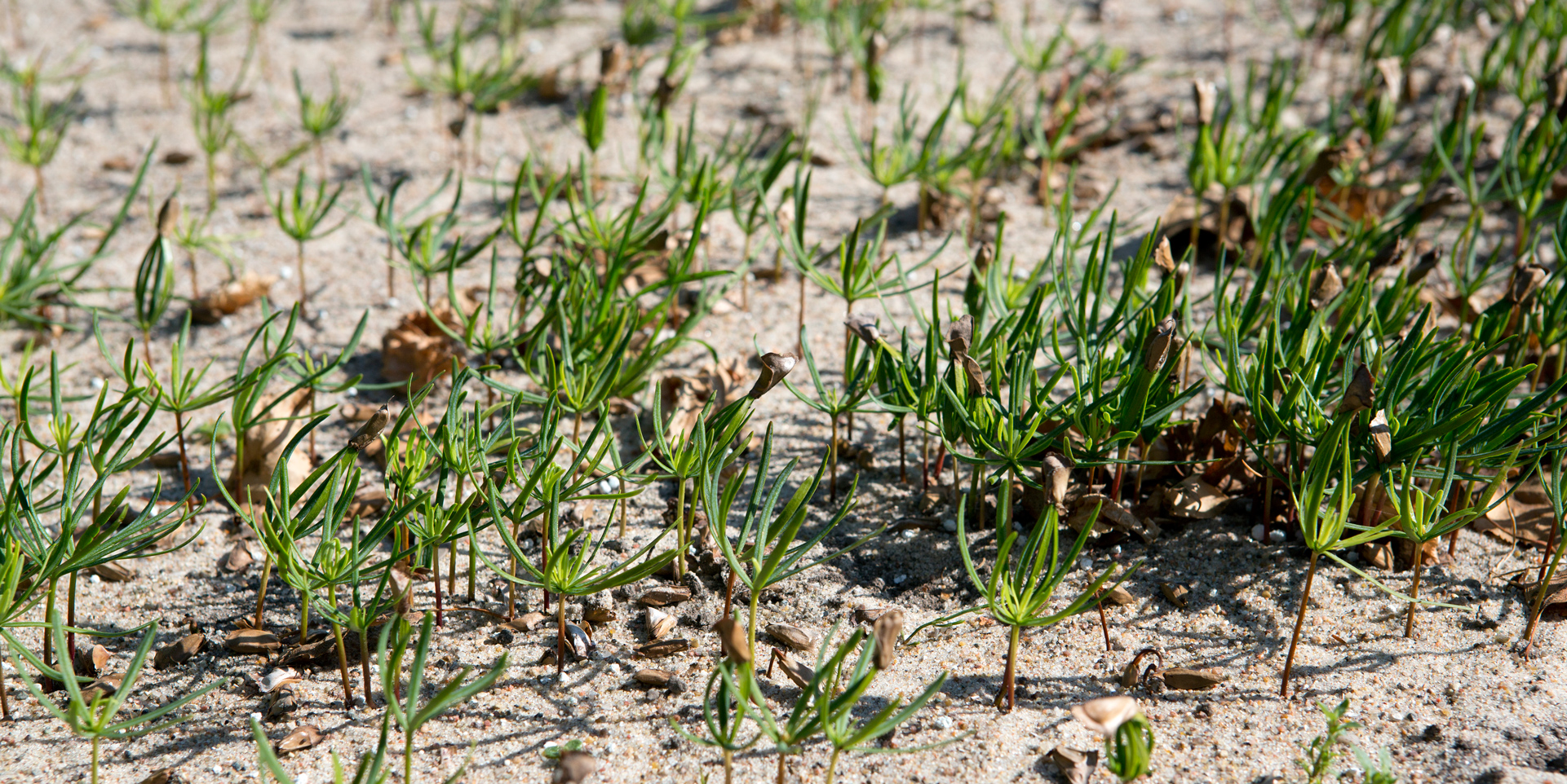 Nordmannsgran juletræsfrøspirer vokser i sandjord på en planteskole.