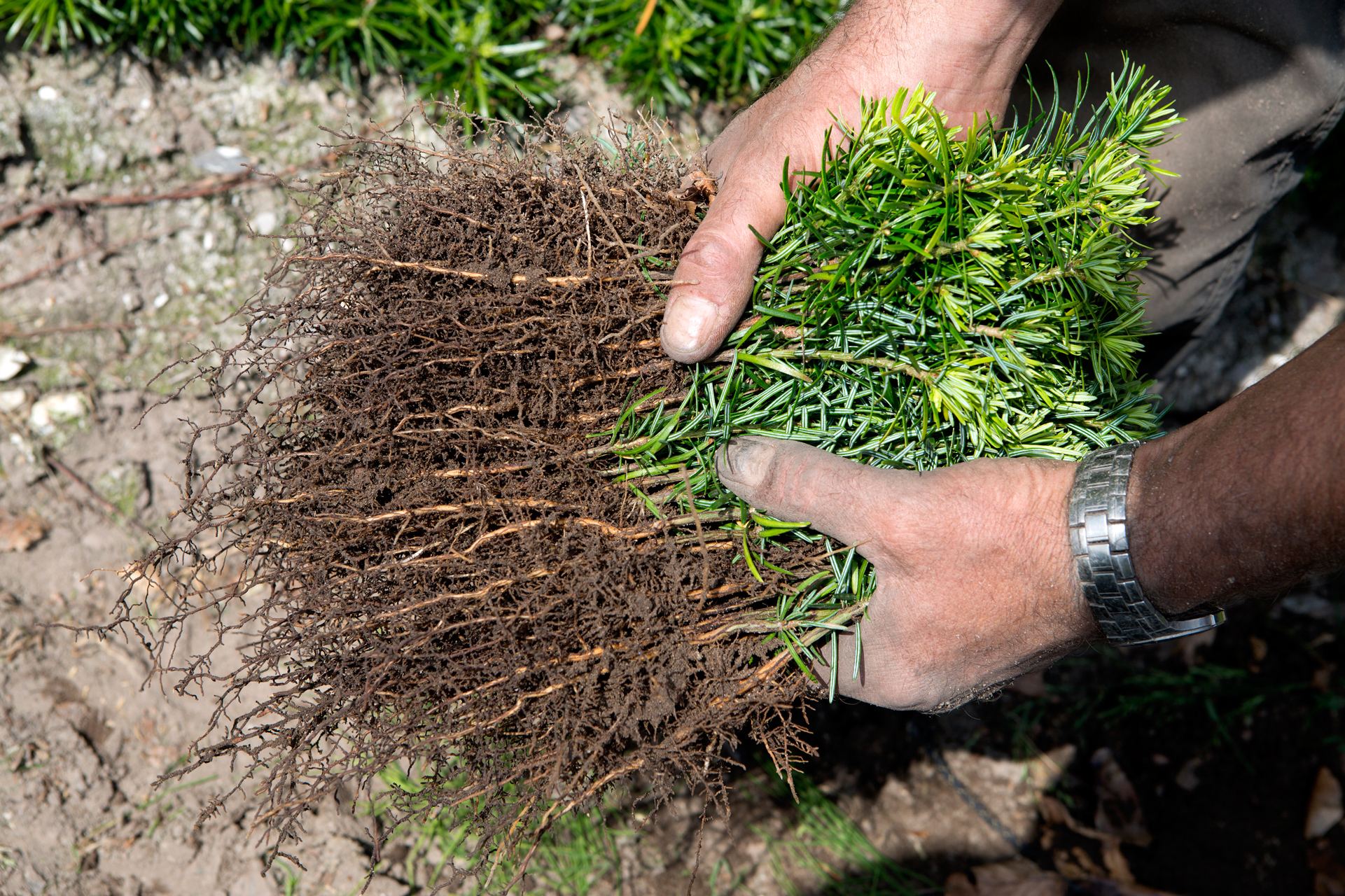 Hænder holder unge normannsgranplanter med blottede rødder, klar til plantning.